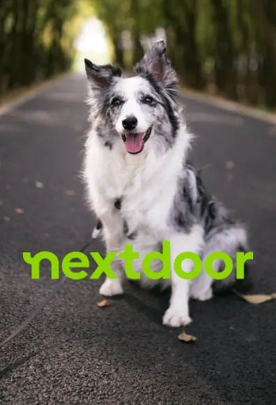 Nextdoor Logo in front of dog sitting in the street
